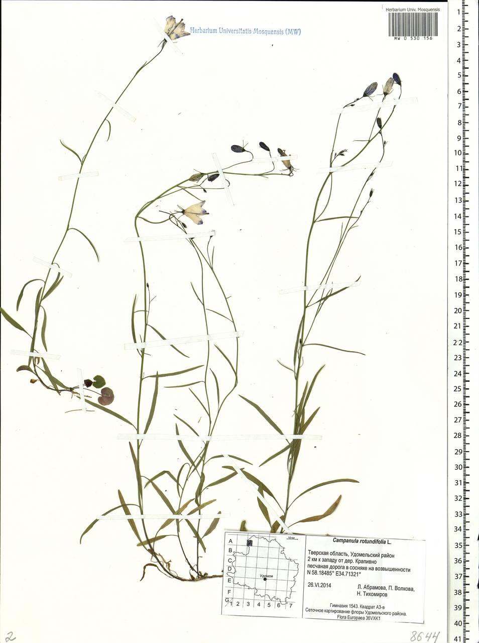 Campanula rotundifolia L., Eastern Europe, North-Western region (E2) (Russia)