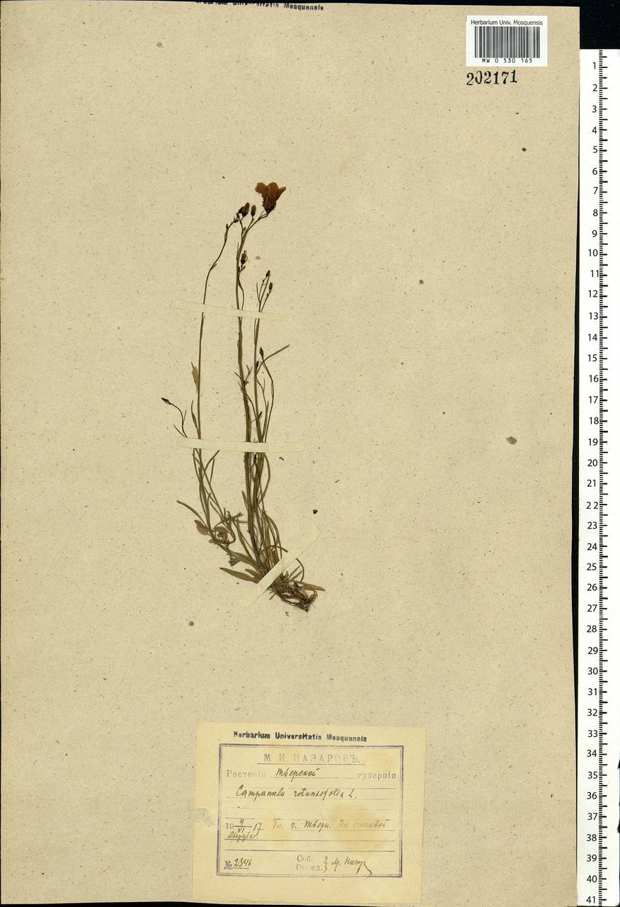 Campanula rotundifolia L., Eastern Europe, North-Western region (E2) (Russia)