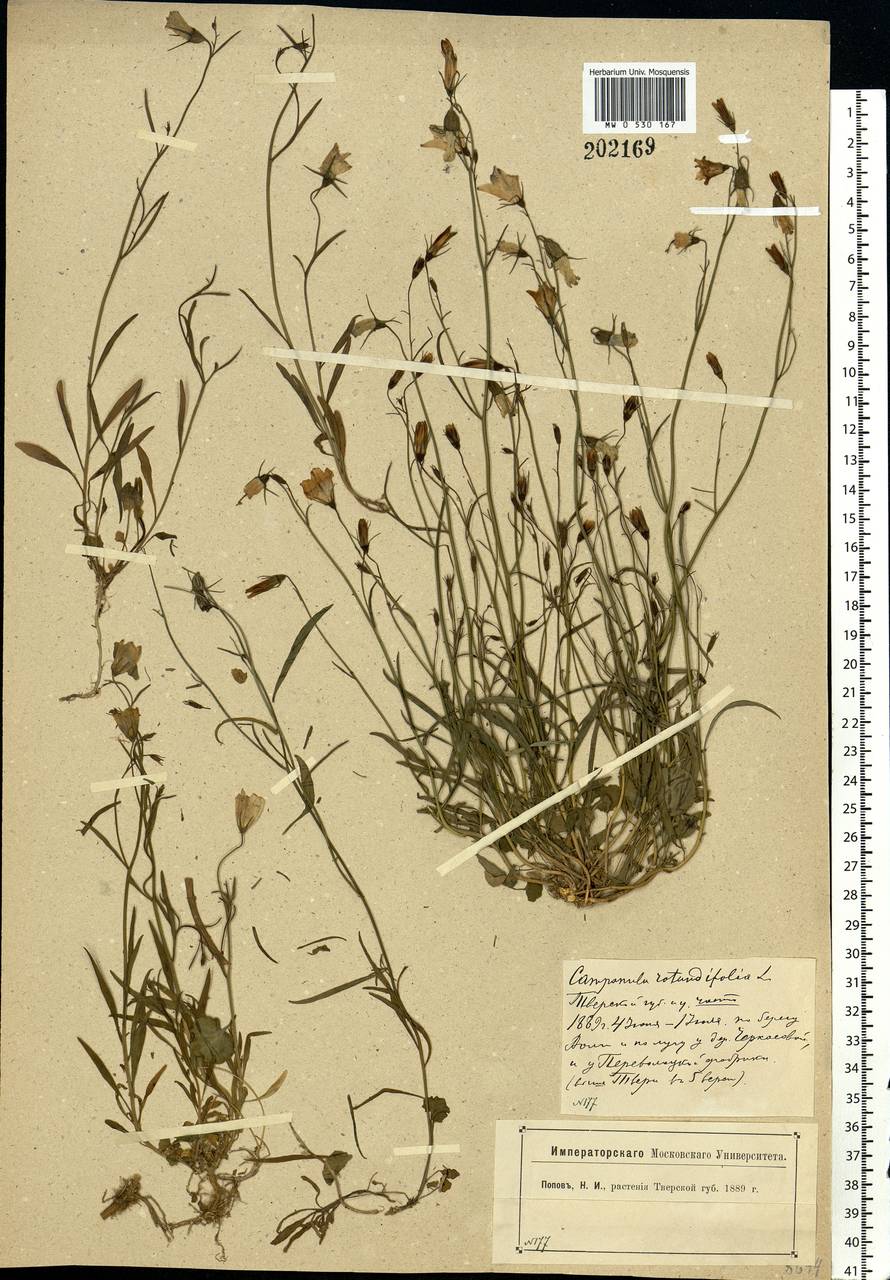 Campanula rotundifolia L., Eastern Europe, North-Western region (E2) (Russia)