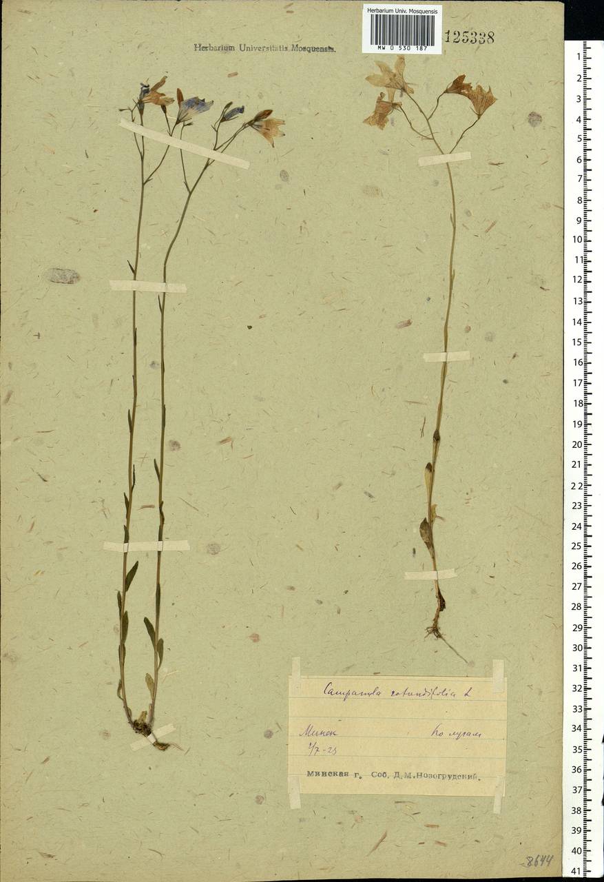 Campanula rotundifolia L., Eastern Europe, Belarus (E3a) (Belarus)