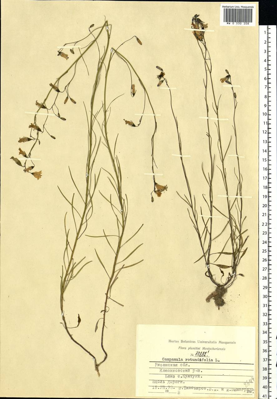 Campanula rotundifolia L., Eastern Europe, Central region (E4) (Russia)