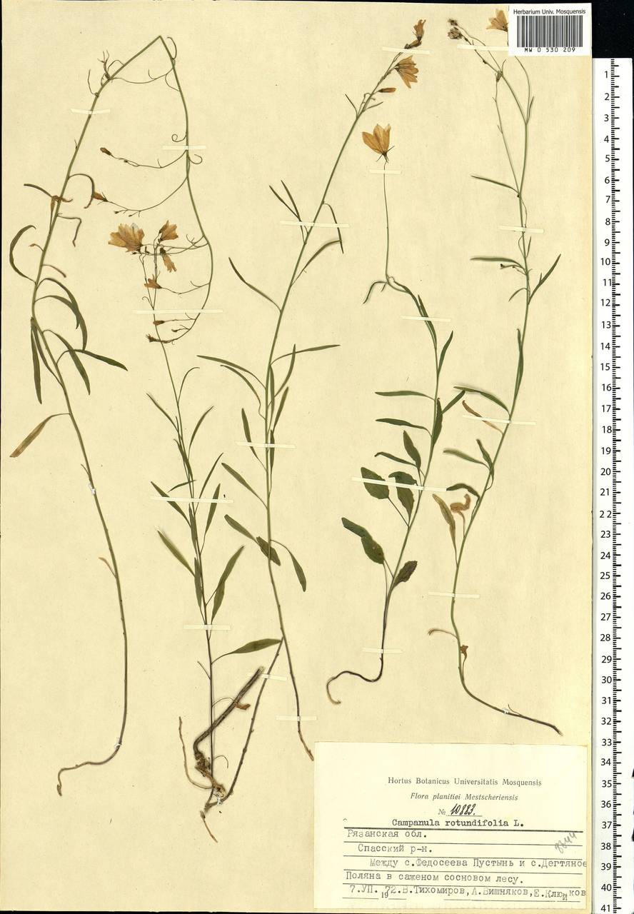 Campanula rotundifolia L., Eastern Europe, Central region (E4) (Russia)
