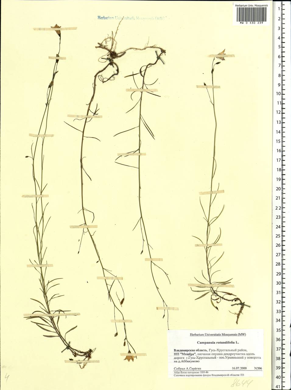 Campanula rotundifolia L., Eastern Europe, Central region (E4) (Russia)
