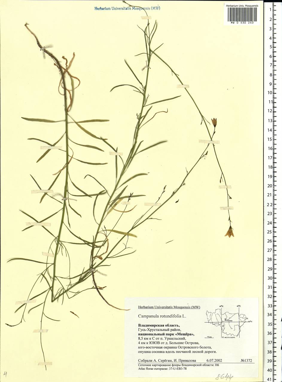 Campanula rotundifolia L., Eastern Europe, Central region (E4) (Russia)