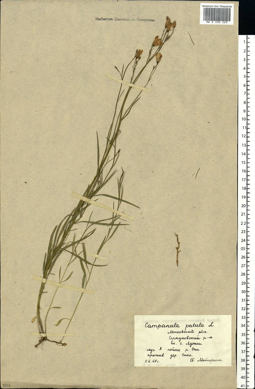 Campanula rotundifolia L., Eastern Europe, Moscow region (E4a) (Russia)