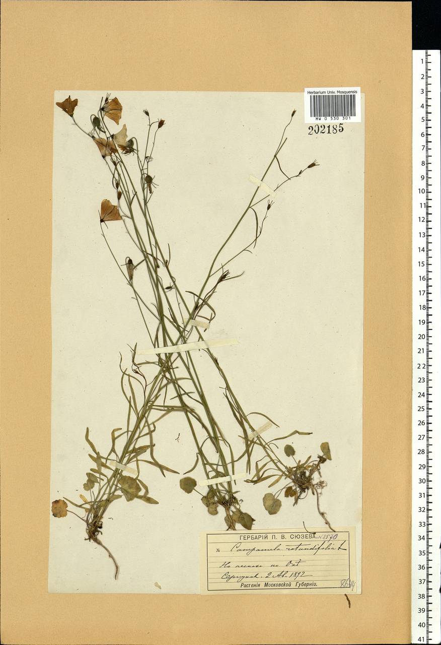 Campanula rotundifolia L., Eastern Europe, Moscow region (E4a) (Russia)