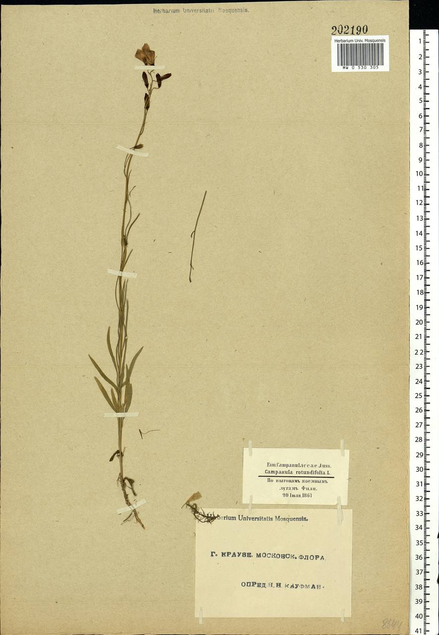 Campanula rotundifolia L., Eastern Europe, Moscow region (E4a) (Russia)