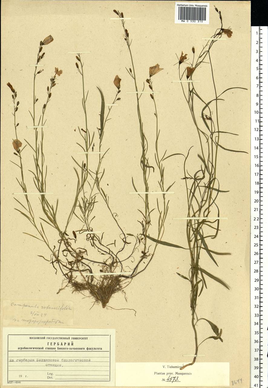 Campanula rotundifolia L., Eastern Europe, Moscow region (E4a) (Russia)