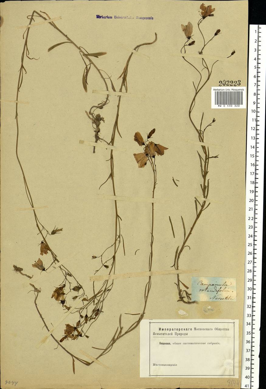 Campanula rotundifolia L., Eastern Europe, Central forest region (E5) (Russia)