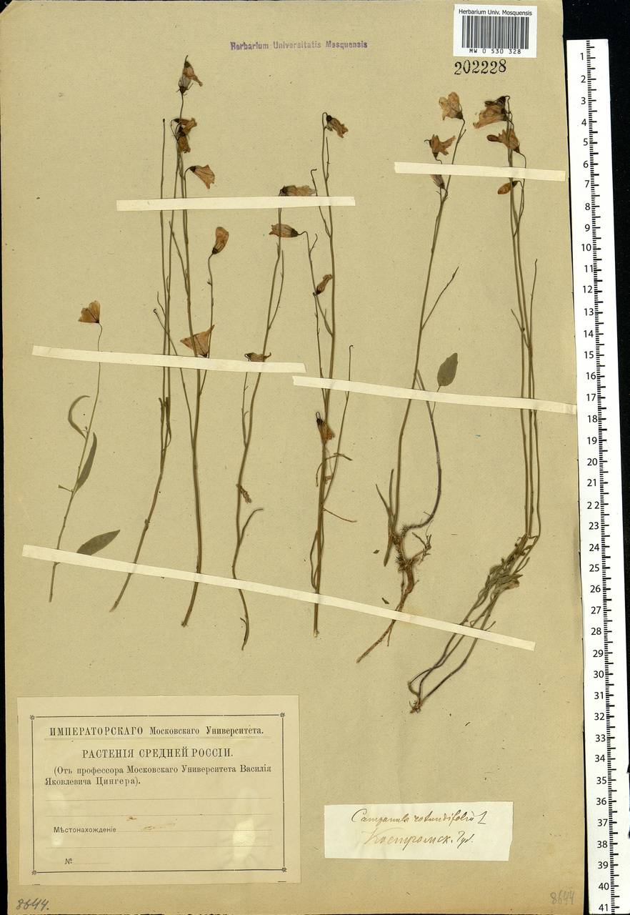 Campanula rotundifolia L., Eastern Europe, Central forest region (E5) (Russia)