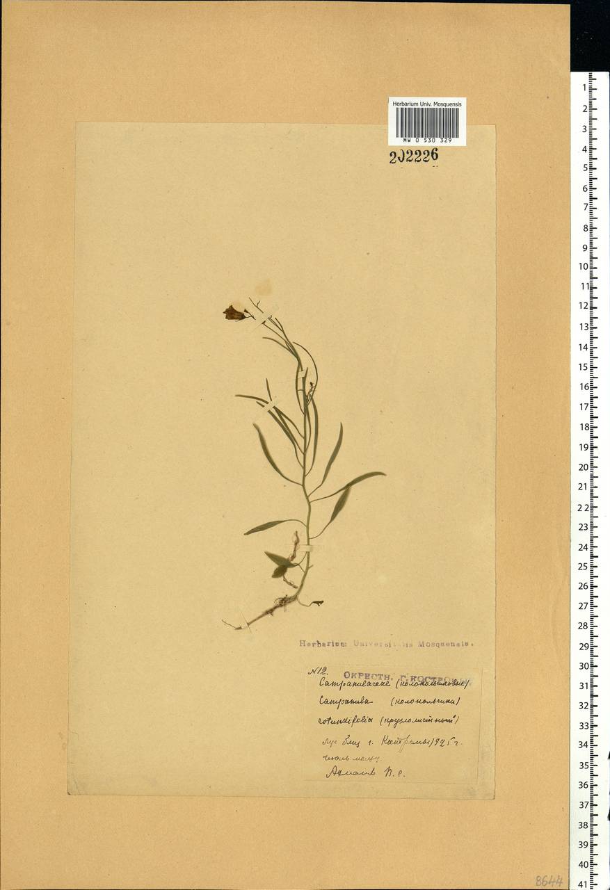 Campanula rotundifolia L., Eastern Europe, Central forest region (E5) (Russia)