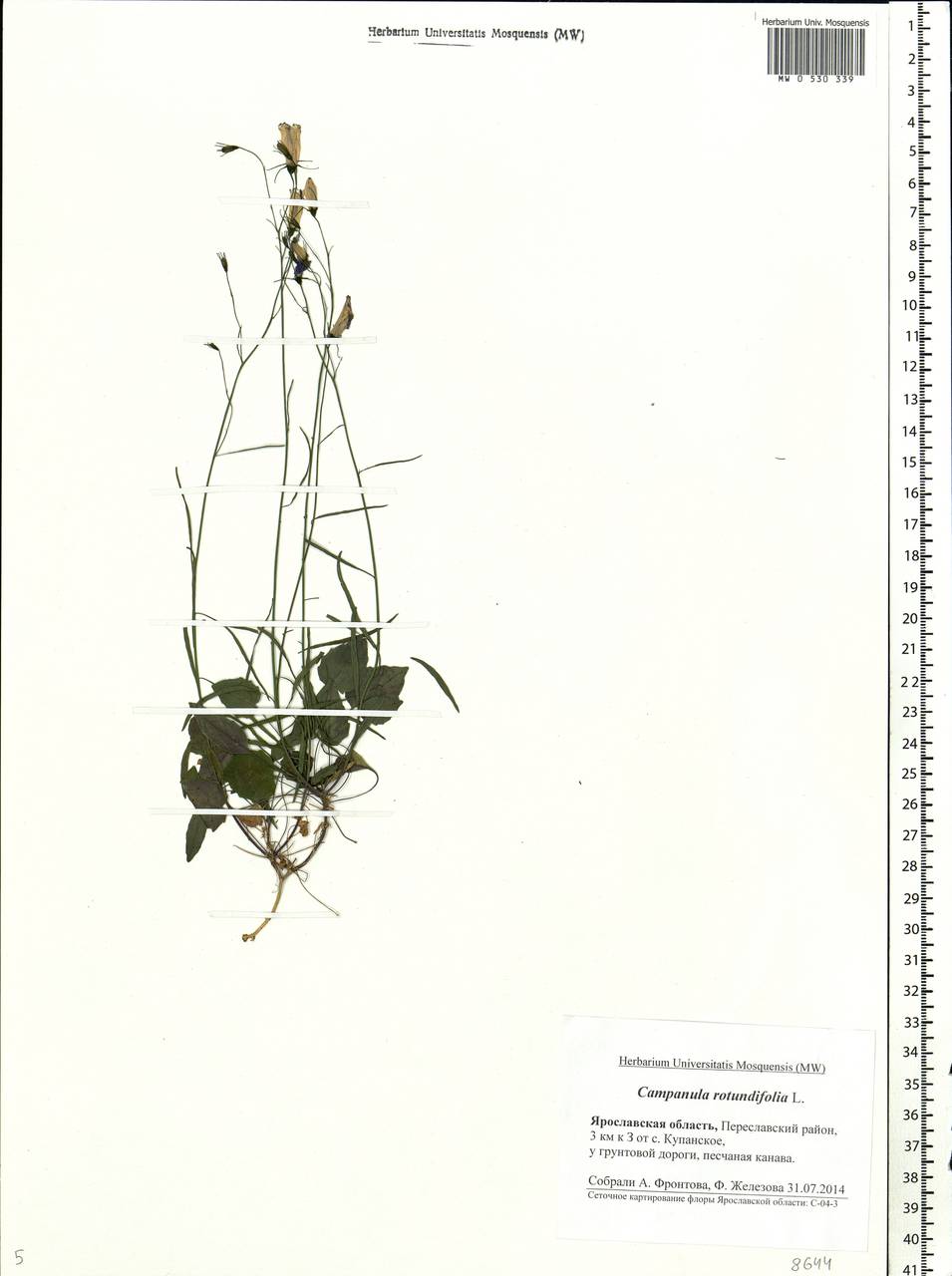 Campanula rotundifolia L., Eastern Europe, Central forest region (E5) (Russia)