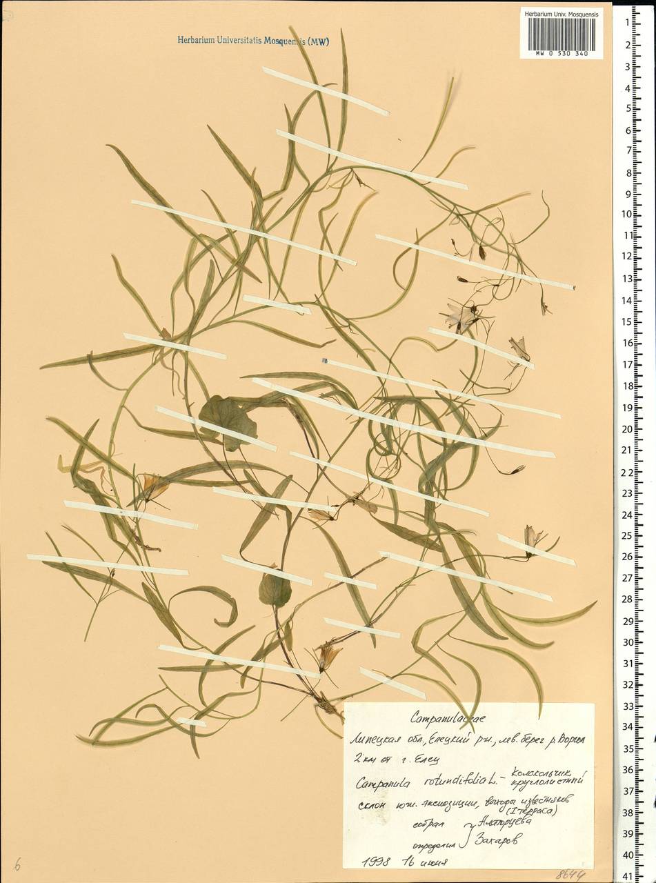 Campanula rotundifolia L., Eastern Europe, Central forest-and-steppe region (E6) (Russia)