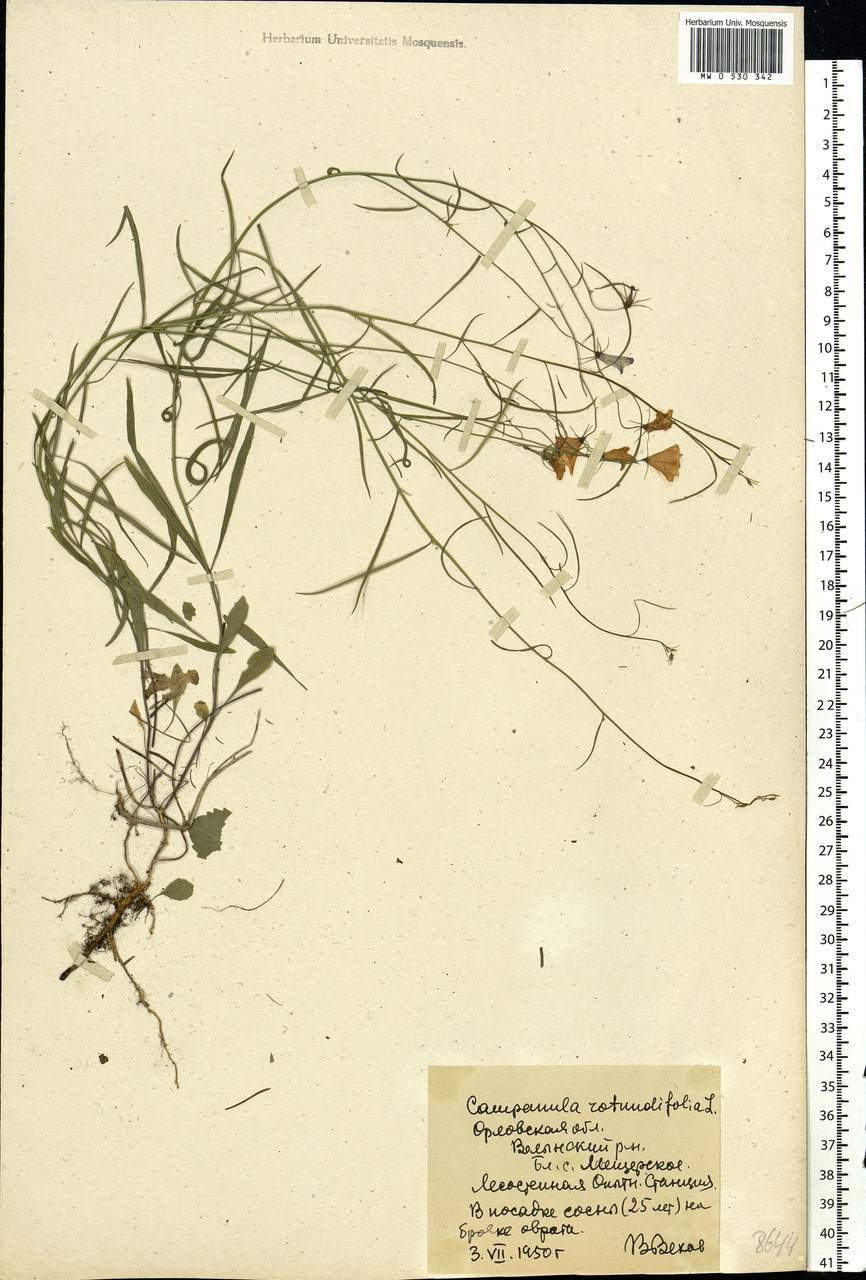 Campanula rotundifolia L., Eastern Europe, Central forest-and-steppe region (E6) (Russia)