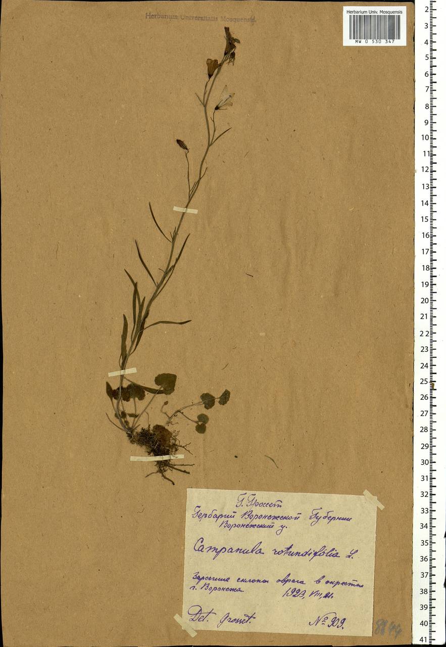 Campanula rotundifolia L., Eastern Europe, Central forest-and-steppe region (E6) (Russia)