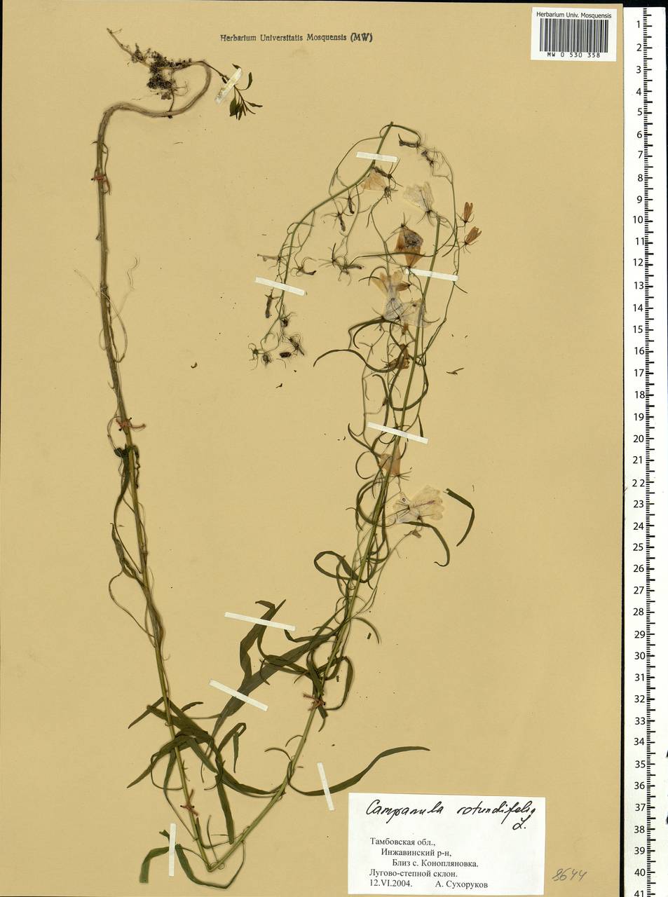 Campanula rotundifolia L., Eastern Europe, Central forest-and-steppe region (E6) (Russia)