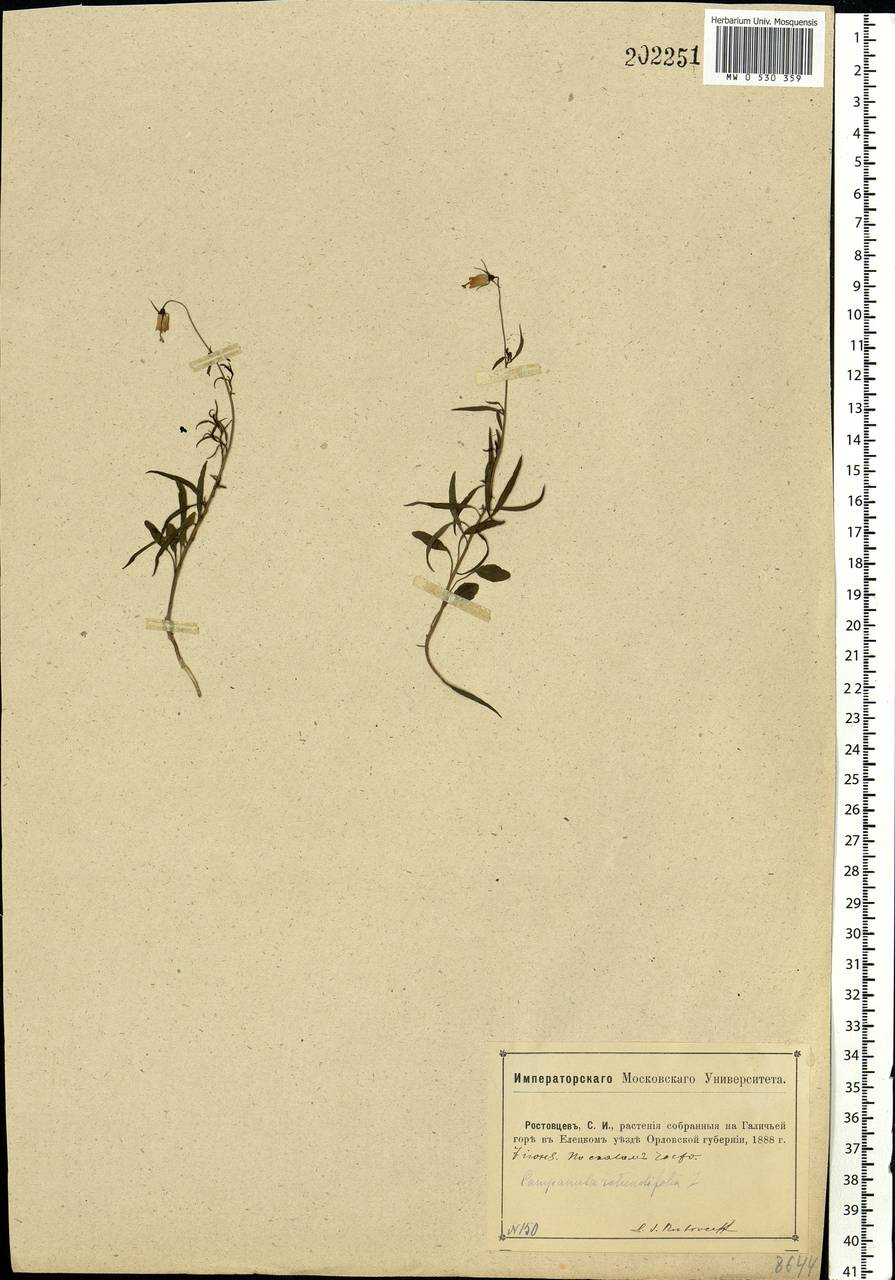 Campanula rotundifolia L., Eastern Europe, Central forest-and-steppe region (E6) (Russia)