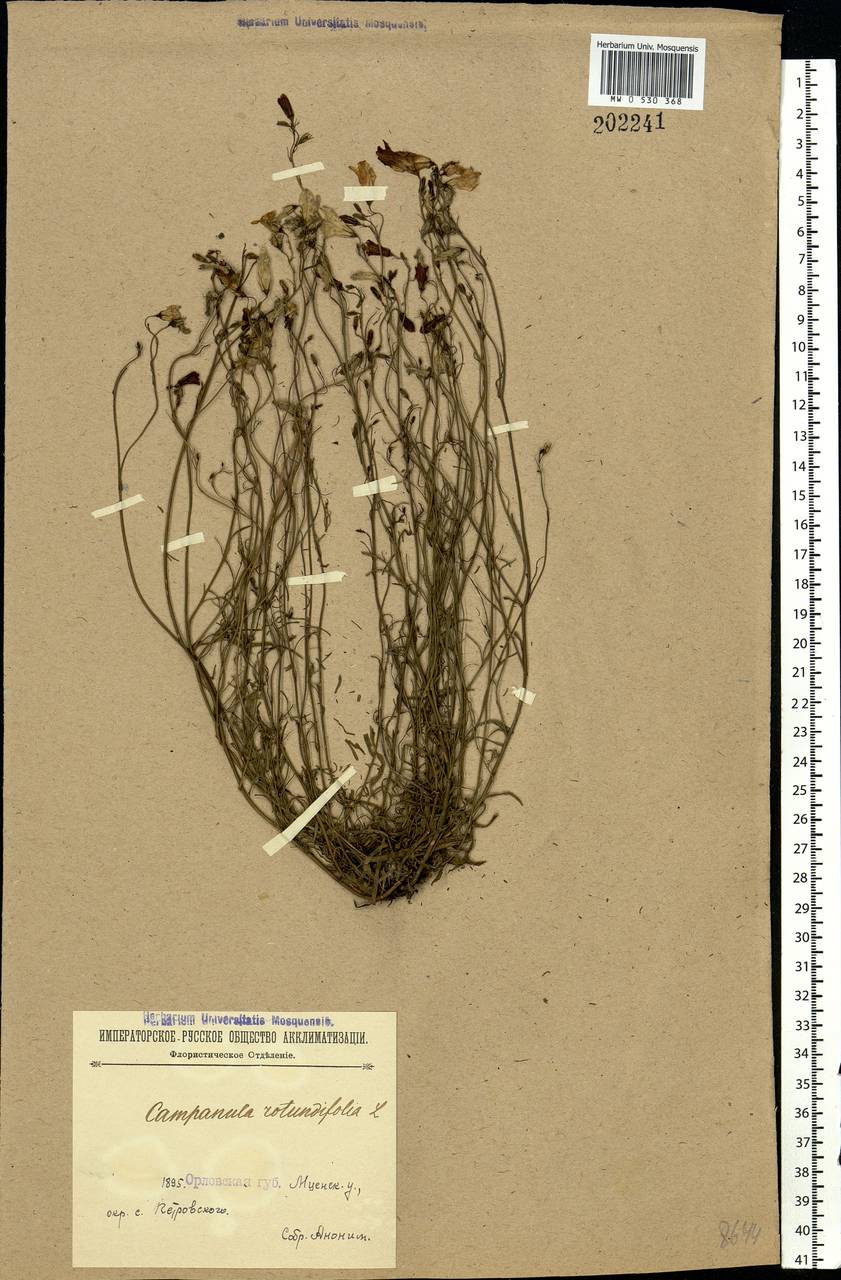 Campanula rotundifolia L., Eastern Europe, Central forest-and-steppe region (E6) (Russia)
