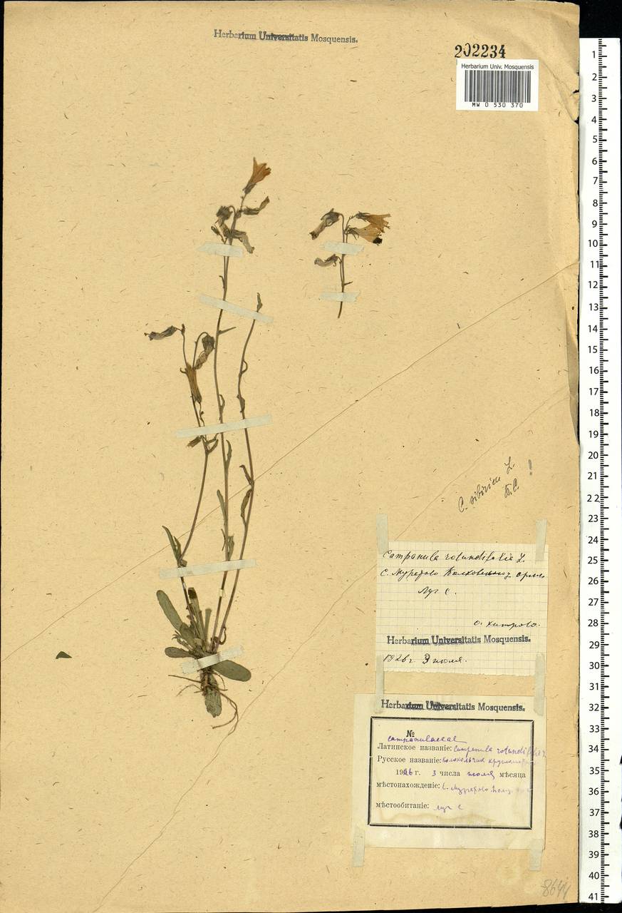 Campanula sibirica L., Eastern Europe, Central forest-and-steppe region (E6) (Russia)