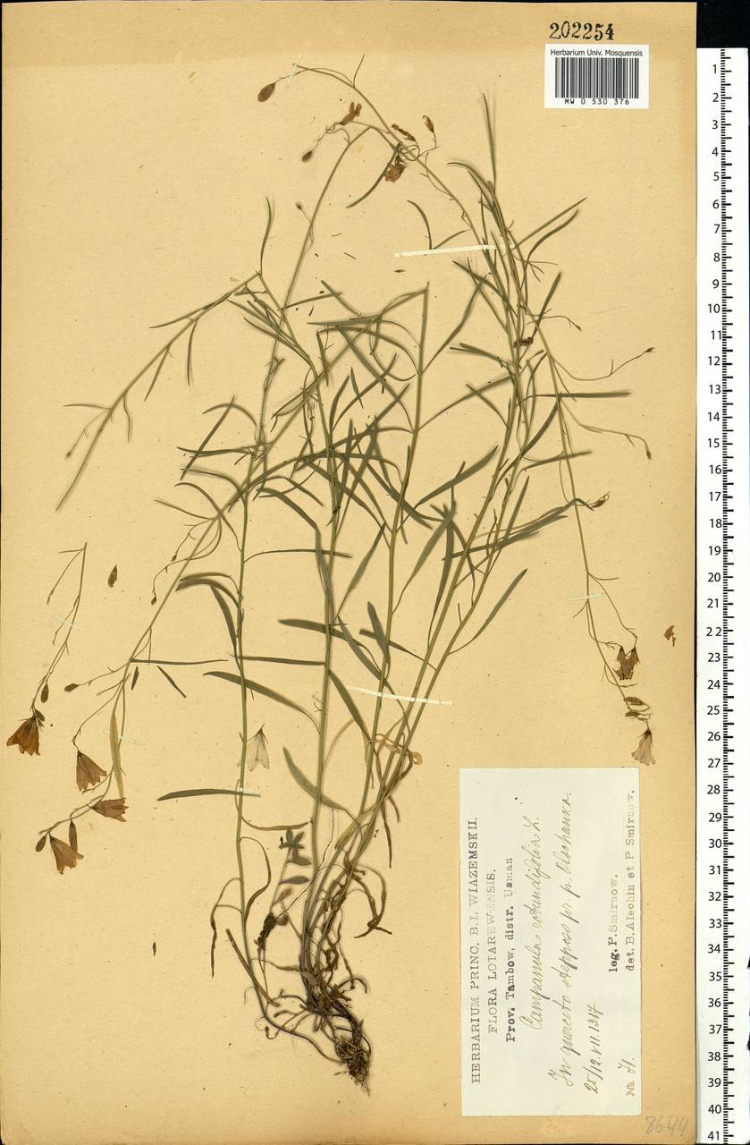 Campanula rotundifolia L., Eastern Europe, Central forest-and-steppe region (E6) (Russia)