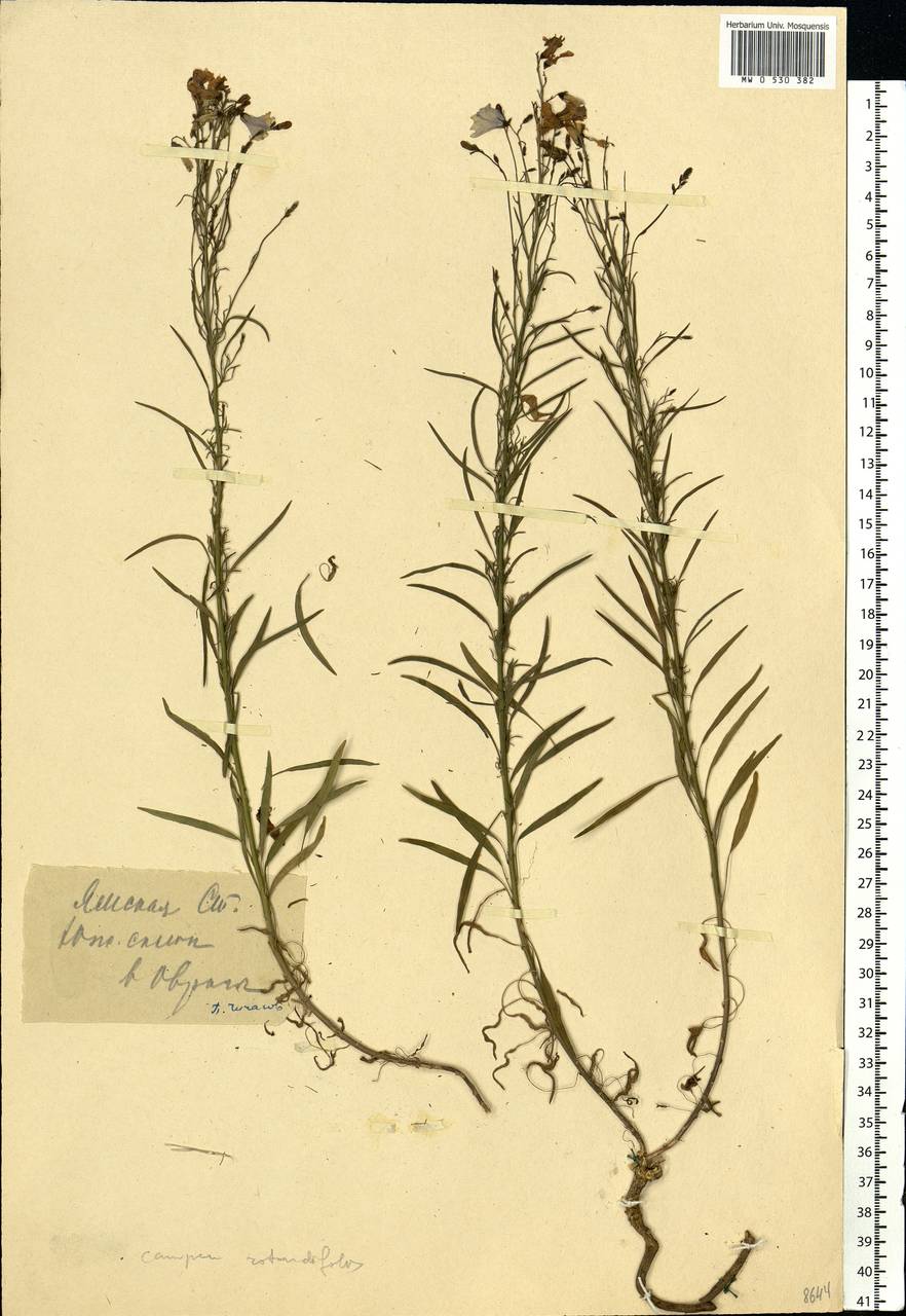 Campanula rotundifolia L., Eastern Europe, Central forest-and-steppe region (E6) (Russia)