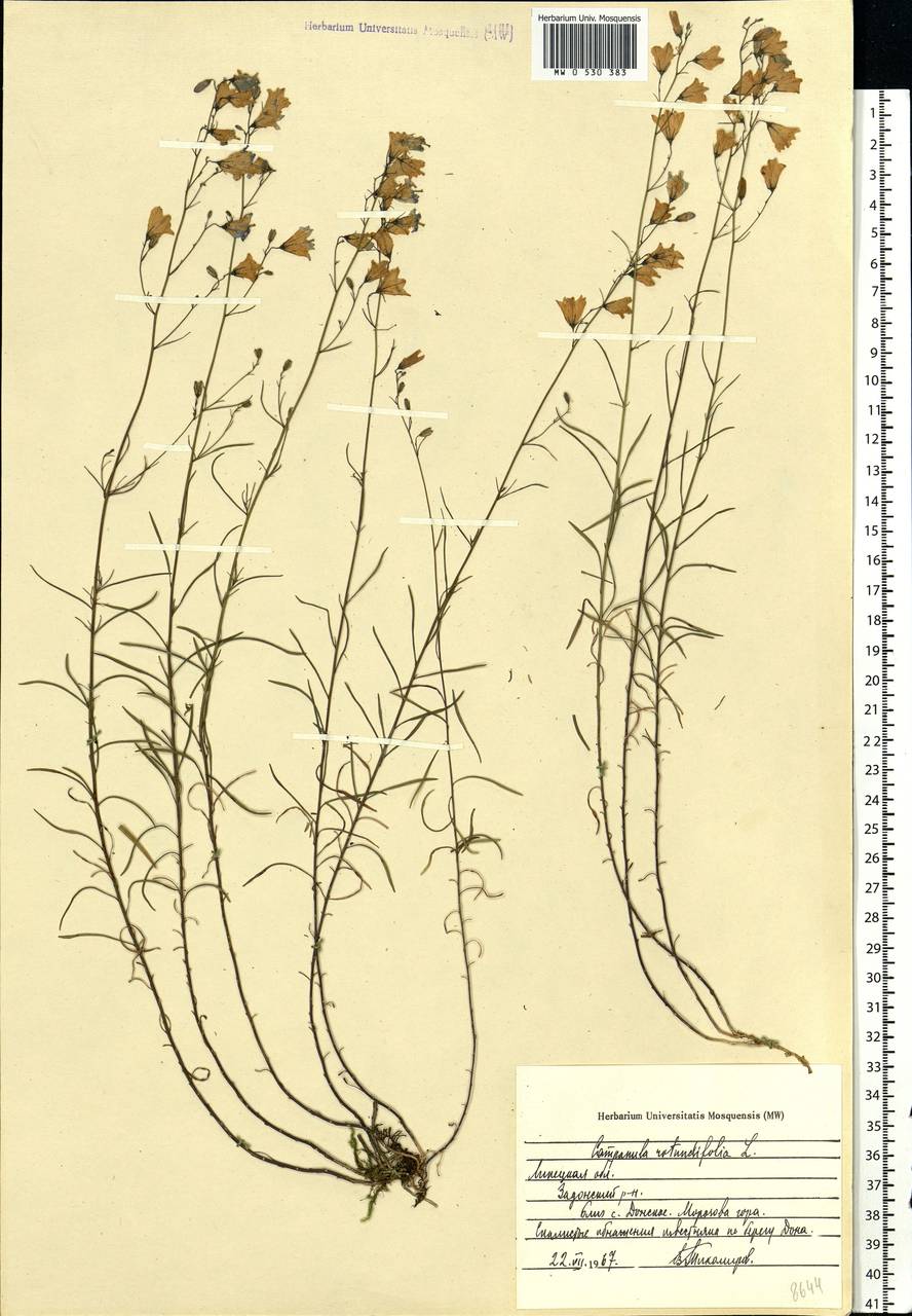 Campanula rotundifolia L., Eastern Europe, Central forest-and-steppe region (E6) (Russia)