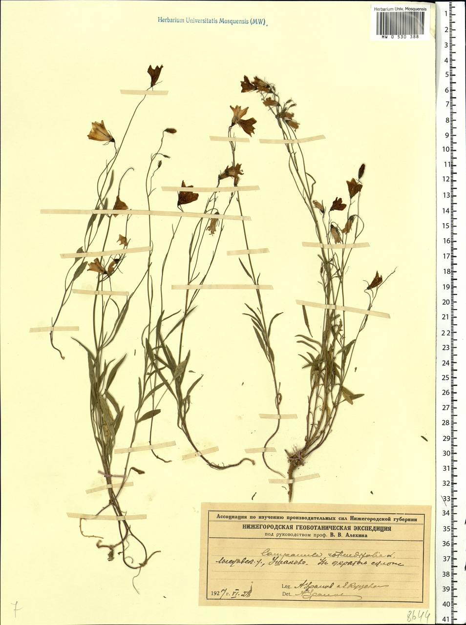 Campanula rotundifolia L., Eastern Europe, Volga-Kama region (E7) (Russia)