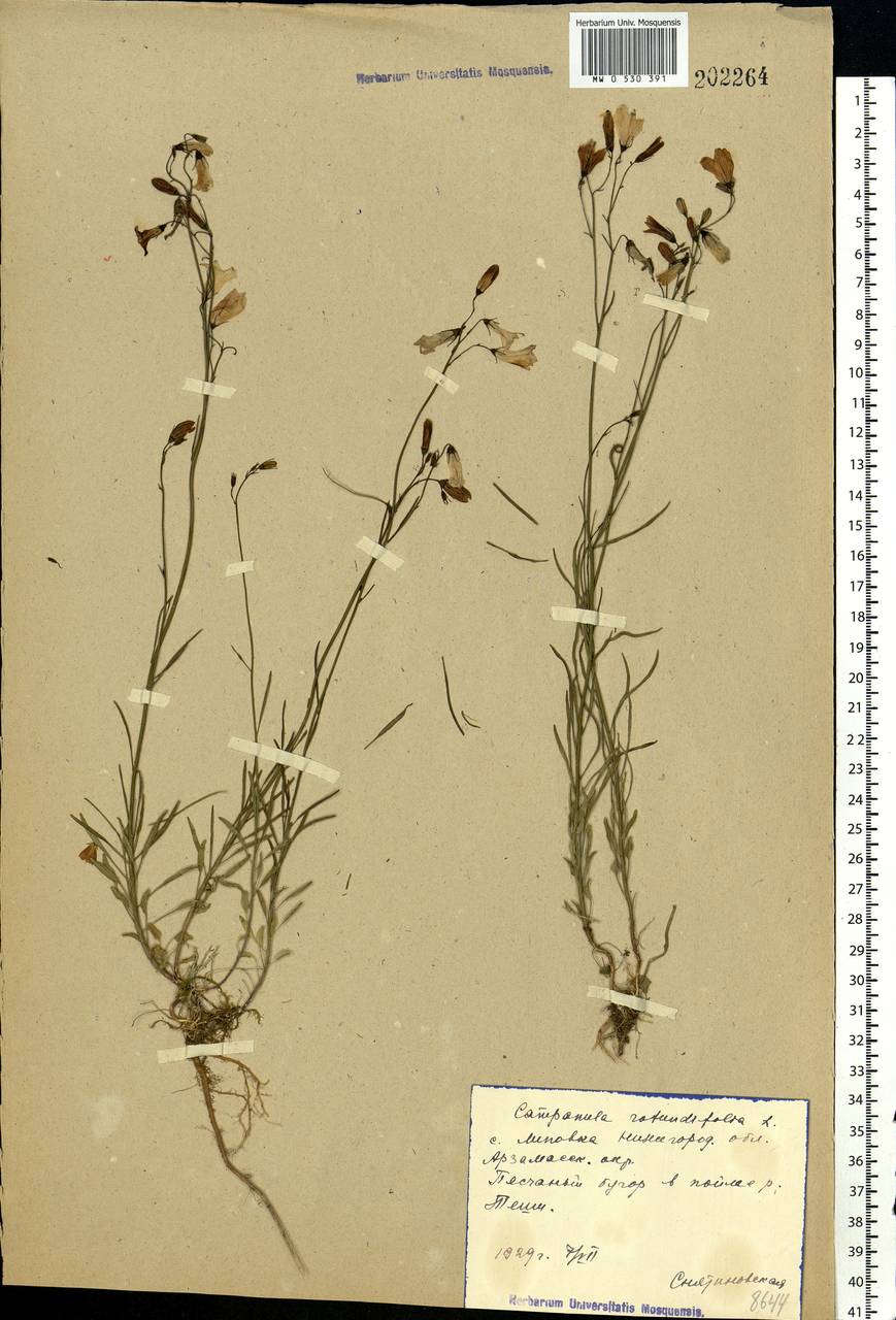 Campanula rotundifolia L., Eastern Europe, Volga-Kama region (E7) (Russia)