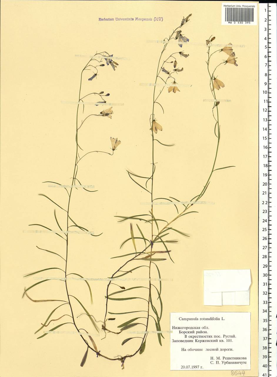 Campanula rotundifolia L., Eastern Europe, Volga-Kama region (E7) (Russia)