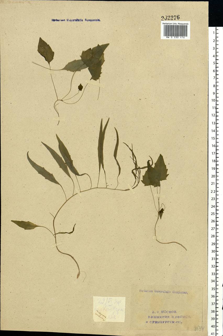 Campanula rotundifolia L., Eastern Europe, Eastern region (E10) (Russia)