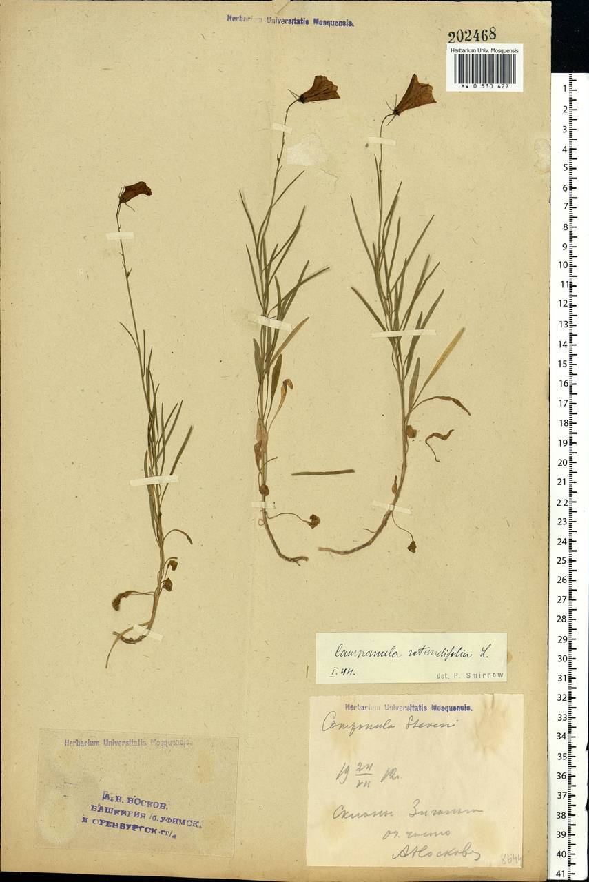 Campanula rotundifolia L., Eastern Europe, Eastern region (E10) (Russia)