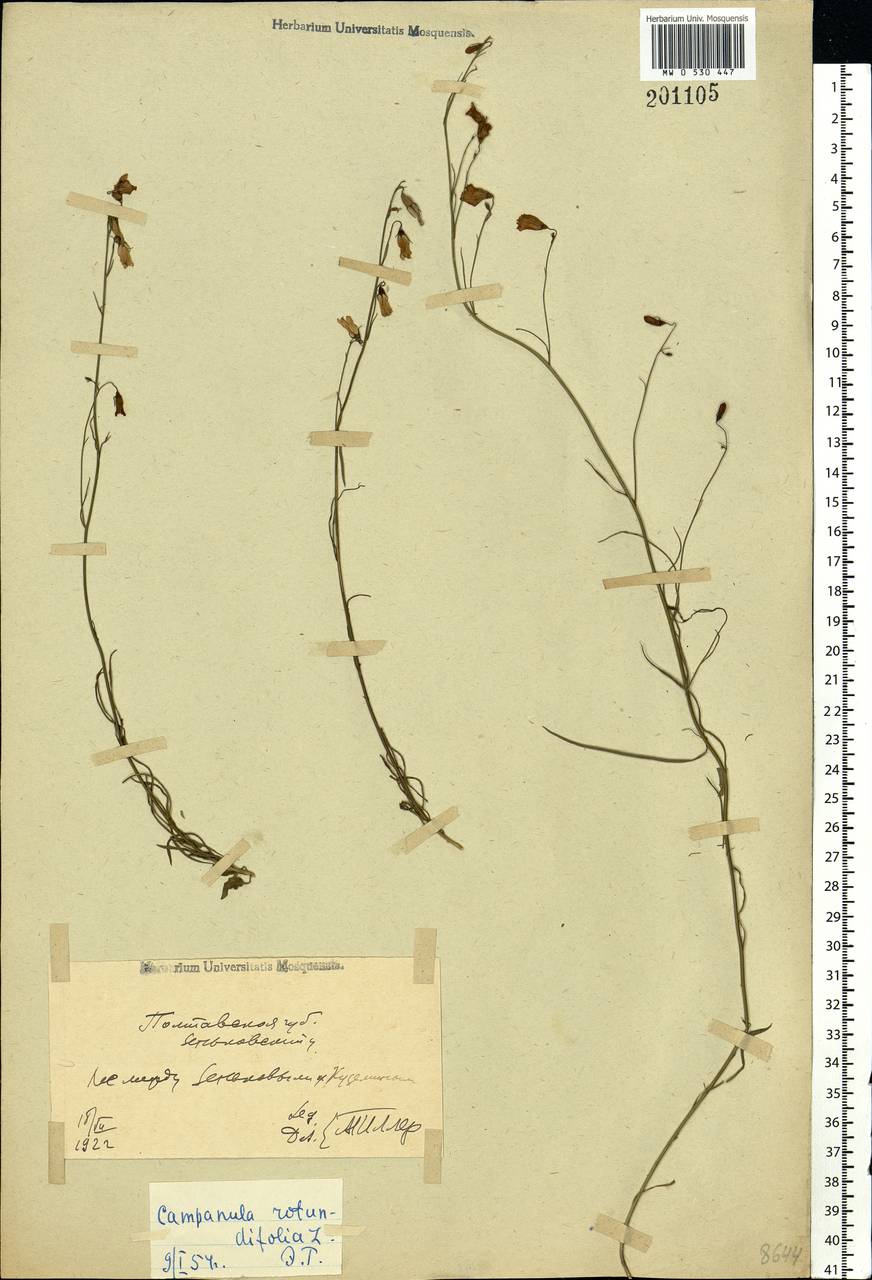 Campanula rotundifolia L., Eastern Europe, North Ukrainian region (E11) (Ukraine)
