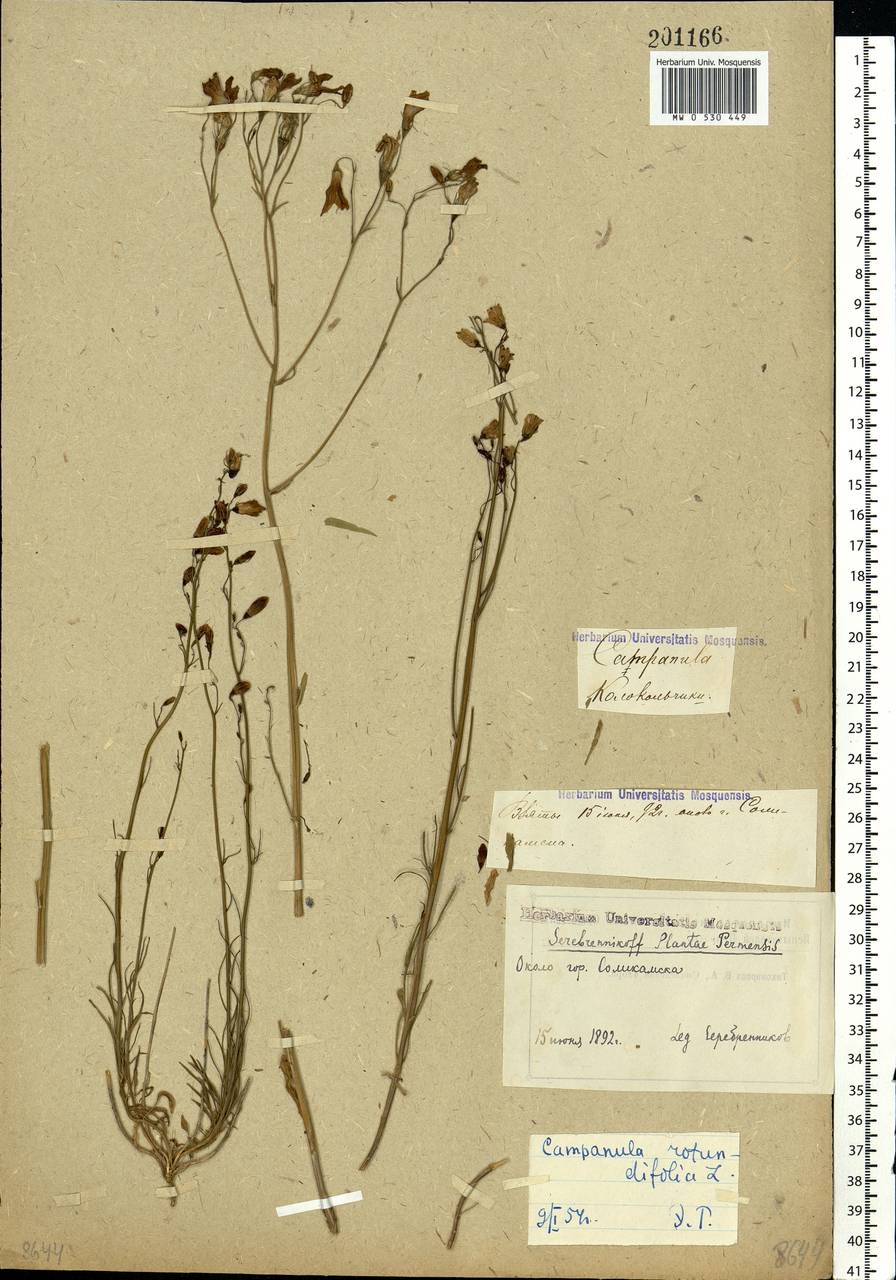 Campanula rotundifolia L., Eastern Europe, Eastern region (E10) (Russia)