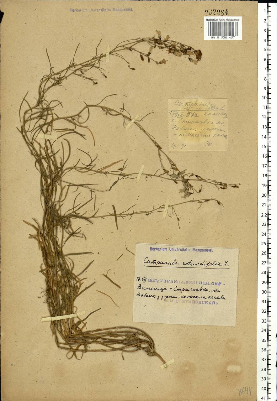 Campanula rotundifolia L., Eastern Europe, South Ukrainian region (E12) (Ukraine)