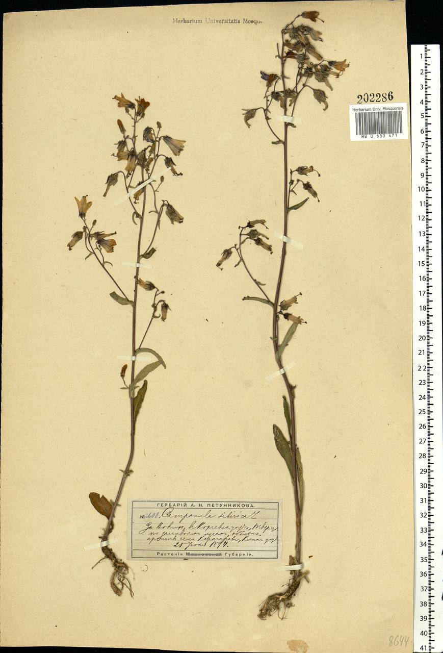 Campanula sibirica L., Eastern Europe, North-Western region (E2) (Russia)