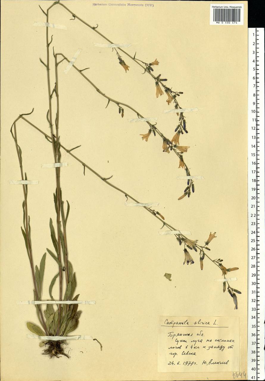 Campanula sibirica L., Eastern Europe, Western region (E3) (Russia)