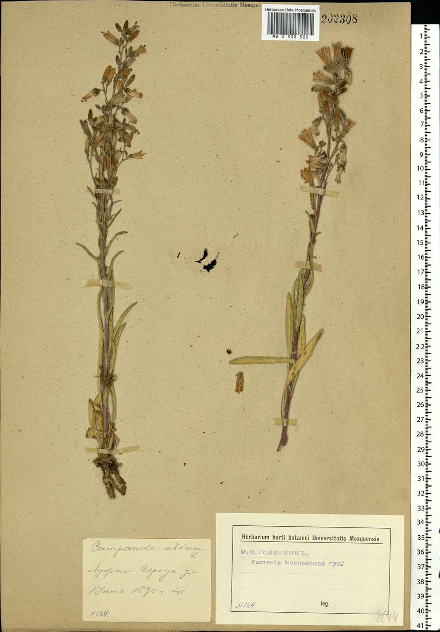 Campanula sibirica L., Eastern Europe, Moscow region (E4a) (Russia)