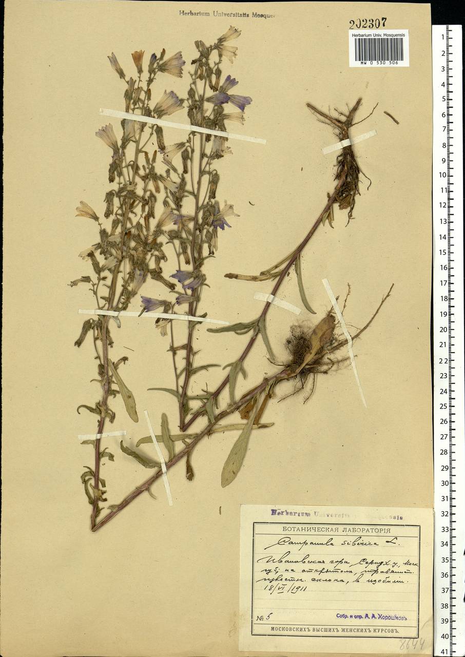 Campanula sibirica L., Eastern Europe, Moscow region (E4a) (Russia)