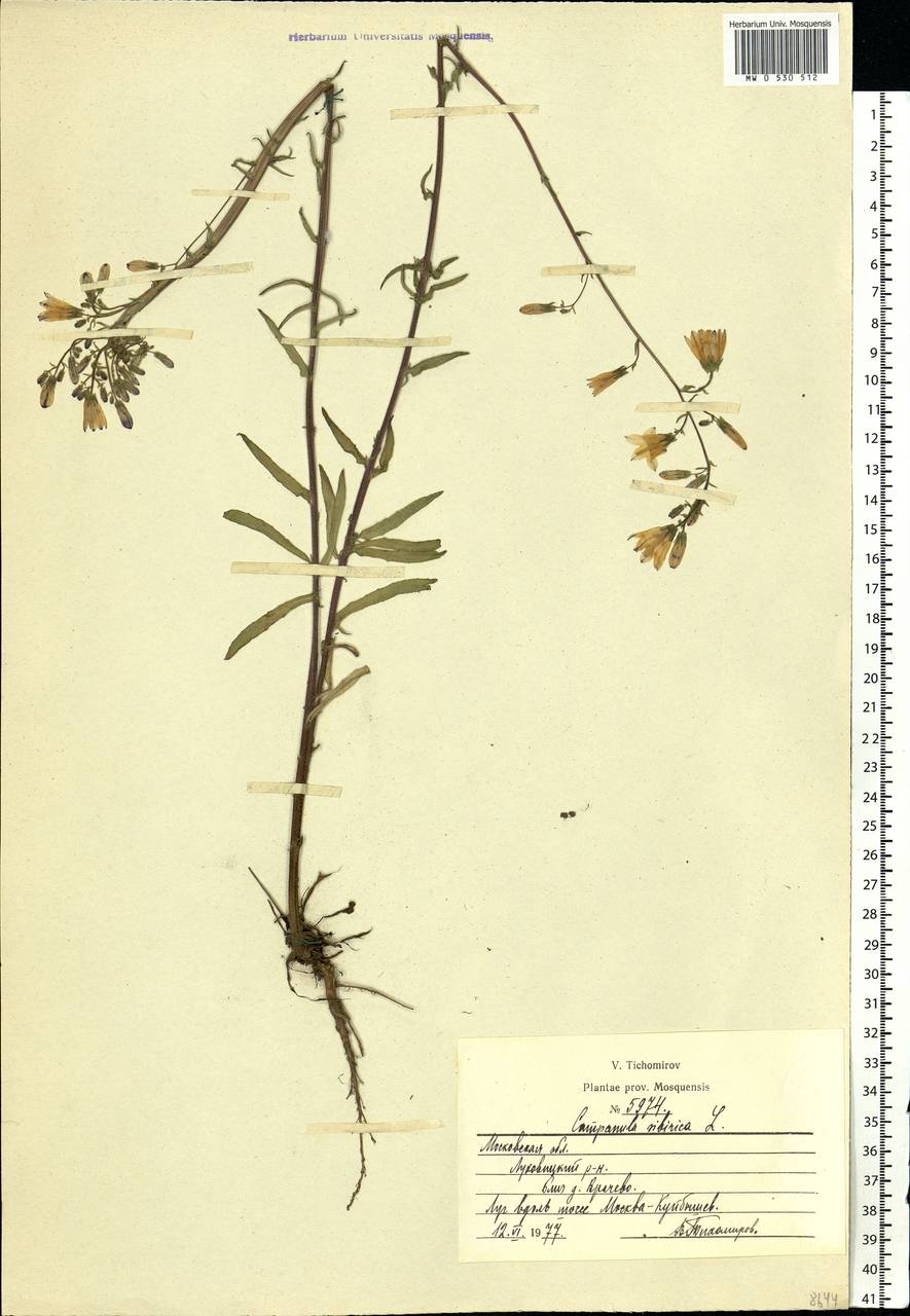 Campanula sibirica L., Eastern Europe, Moscow region (E4a) (Russia)