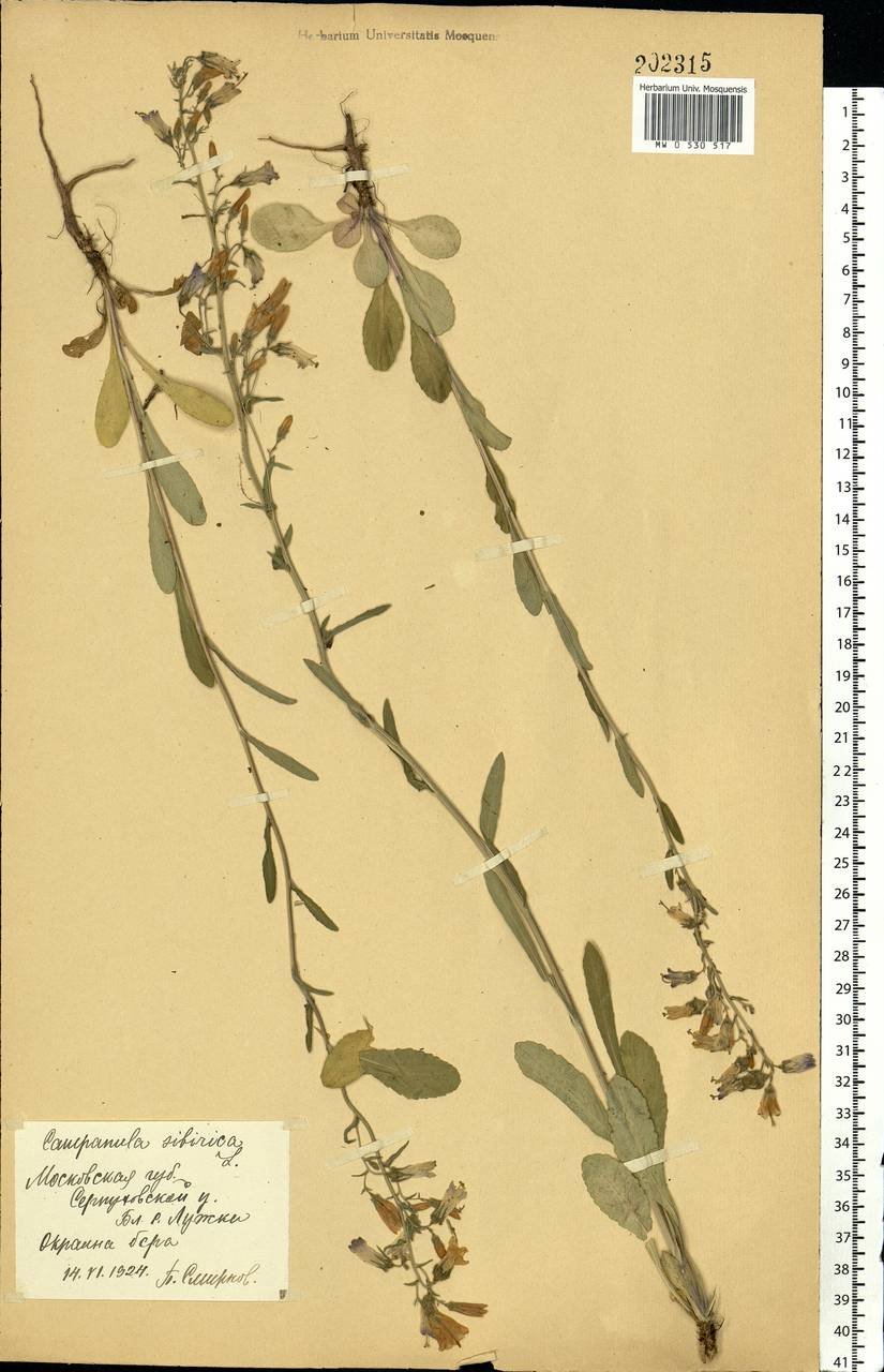 Campanula sibirica L., Eastern Europe, Moscow region (E4a) (Russia)