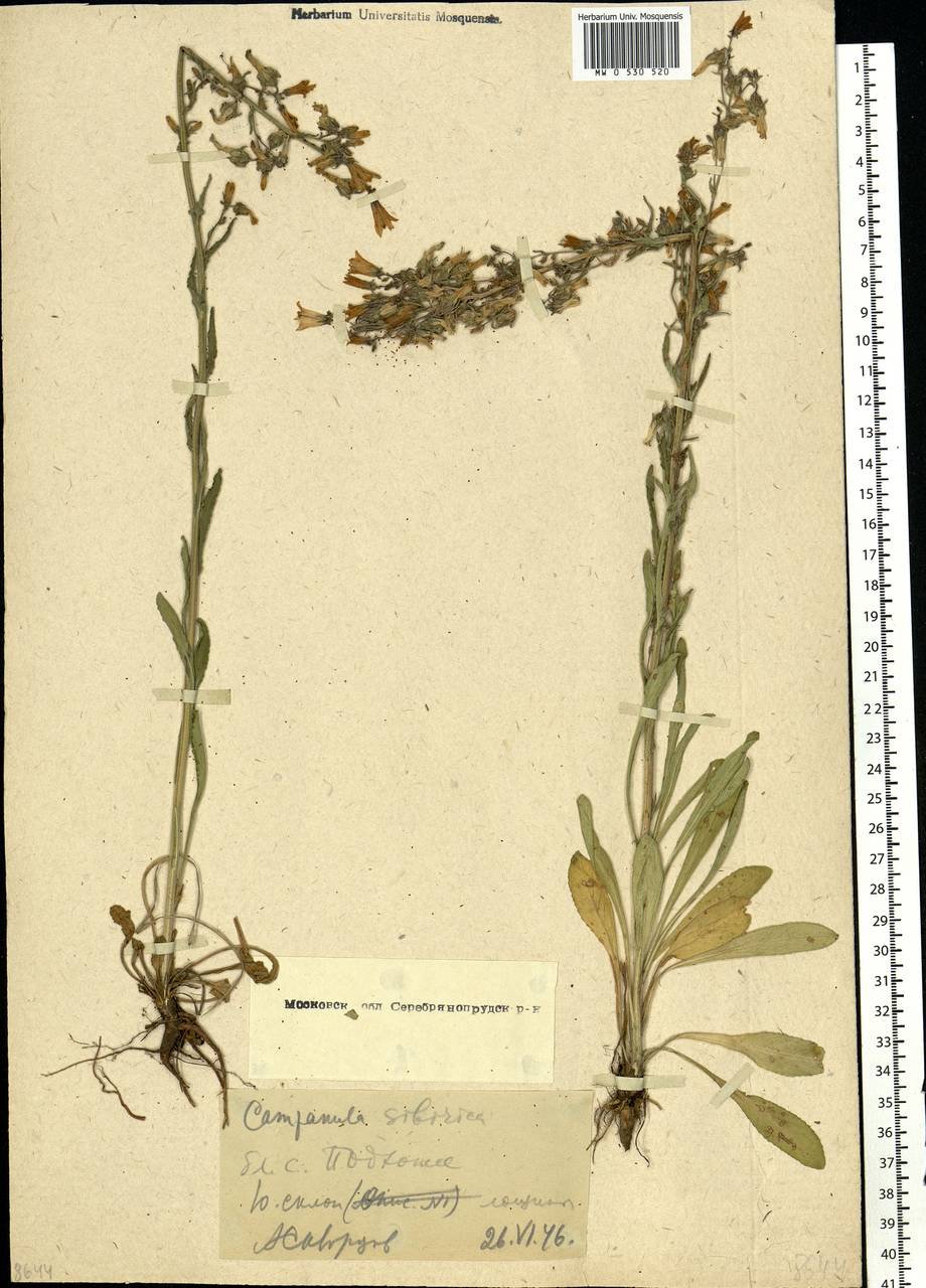 Campanula sibirica L., Eastern Europe, Moscow region (E4a) (Russia)