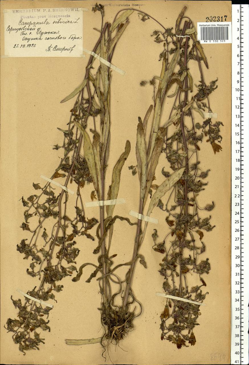 Campanula sibirica L., Eastern Europe, Moscow region (E4a) (Russia)