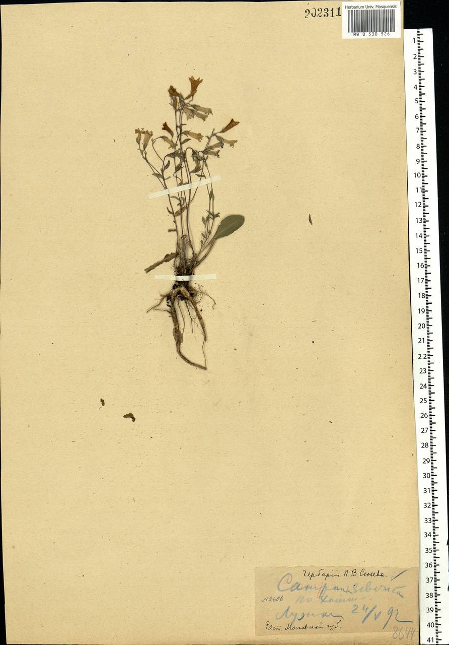 Campanula sibirica L., Eastern Europe, Moscow region (E4a) (Russia)