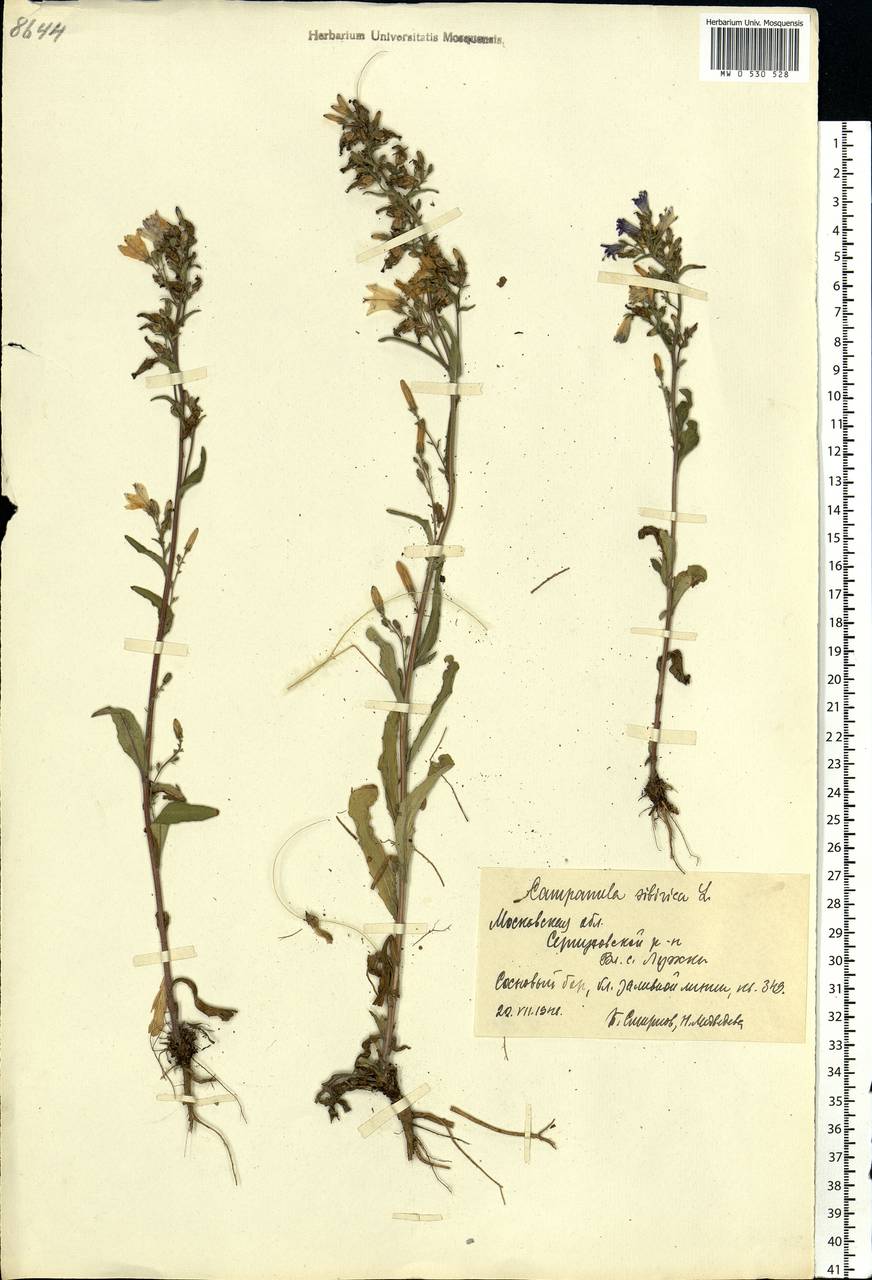 Campanula sibirica L., Eastern Europe, Moscow region (E4a) (Russia)