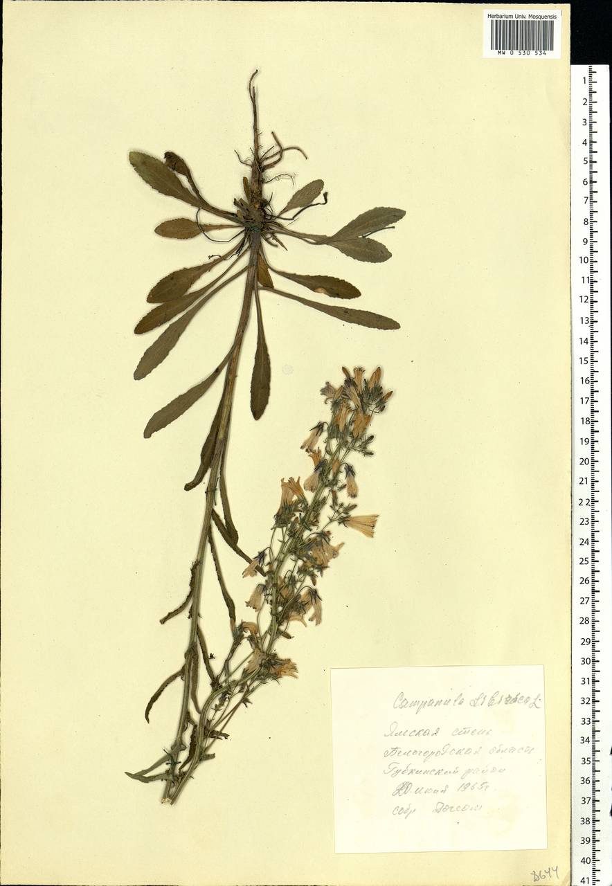 Campanula sibirica L., Eastern Europe, Central forest-and-steppe region (E6) (Russia)