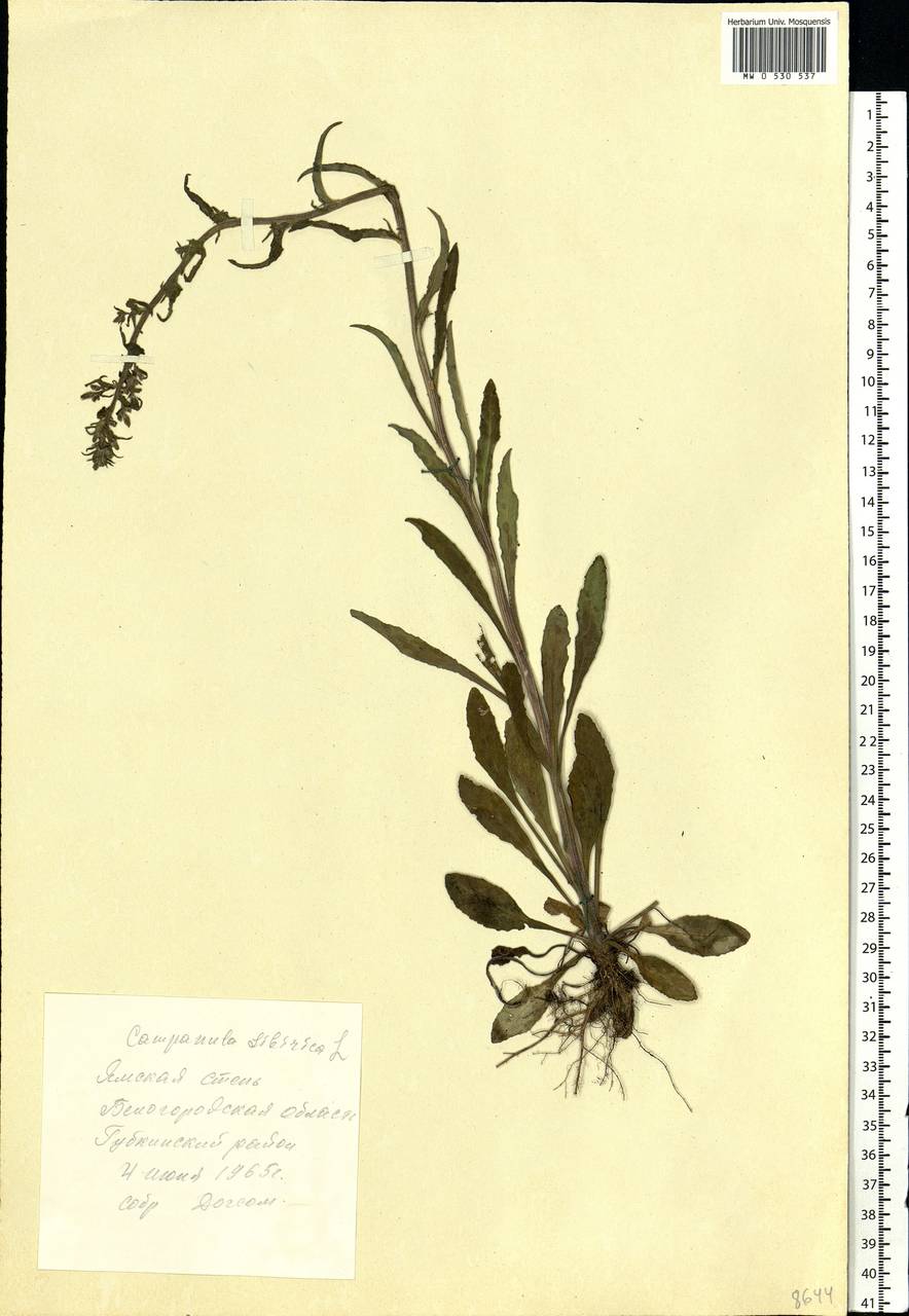 Campanula sibirica L., Eastern Europe, Central forest-and-steppe region (E6) (Russia)