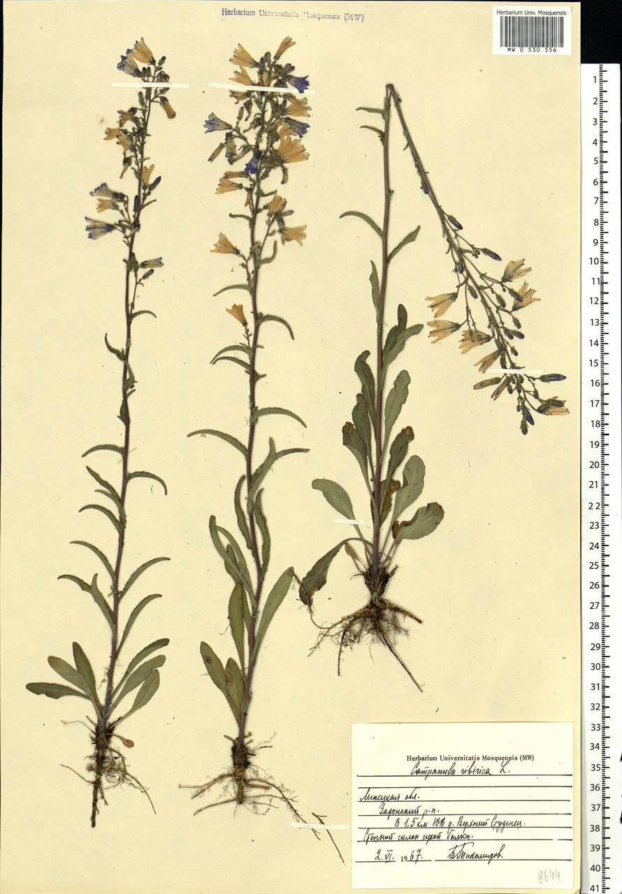 Campanula sibirica L., Eastern Europe, Central forest-and-steppe region (E6) (Russia)