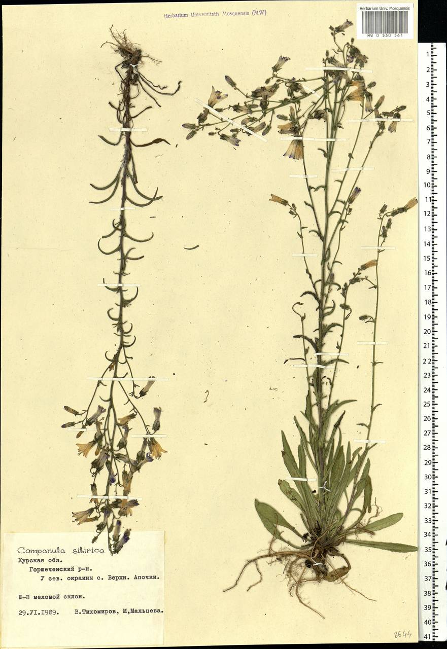 Campanula sibirica L., Eastern Europe, Central forest-and-steppe region (E6) (Russia)