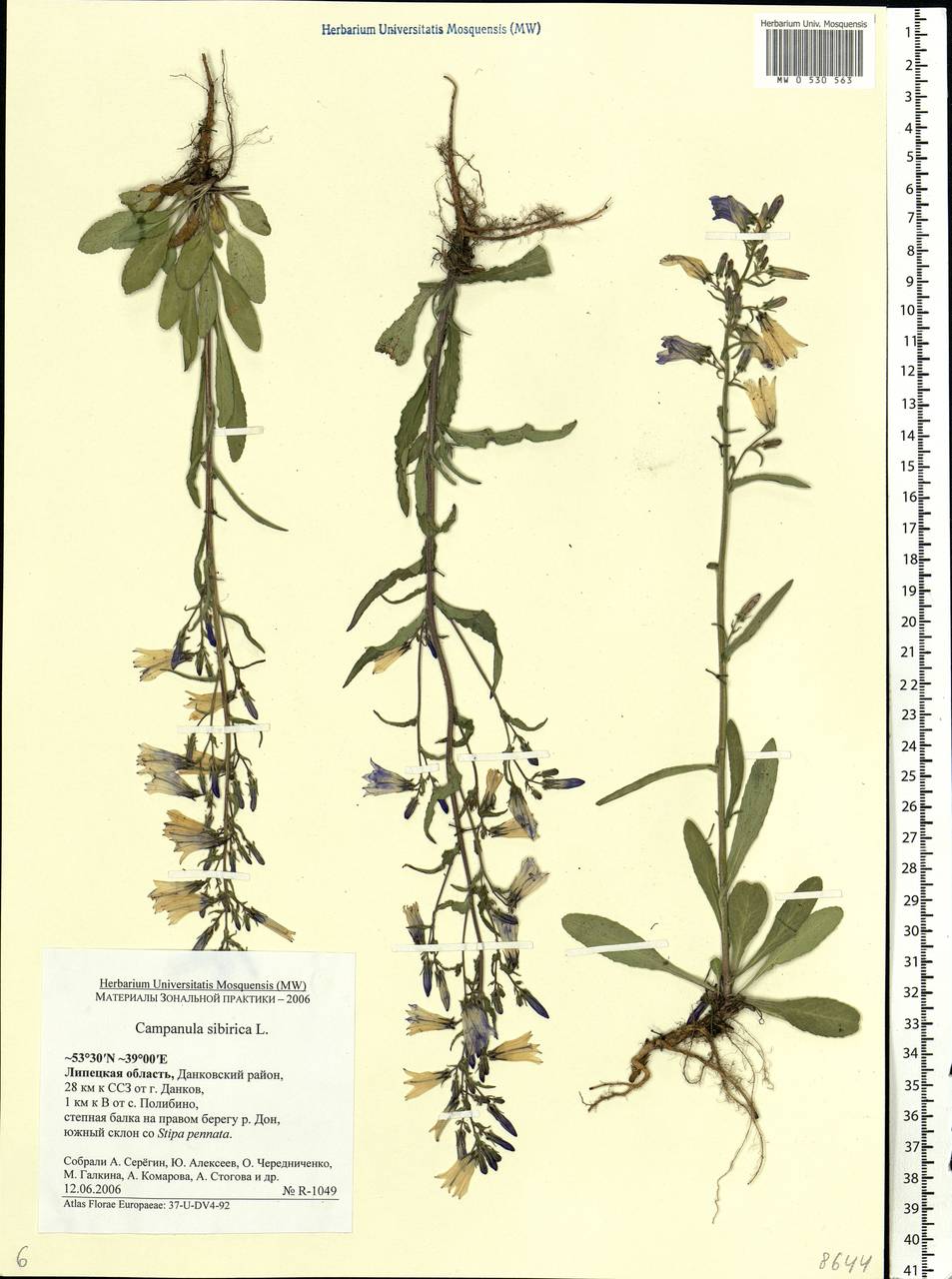 Campanula sibirica L., Eastern Europe, Central forest-and-steppe region (E6) (Russia)