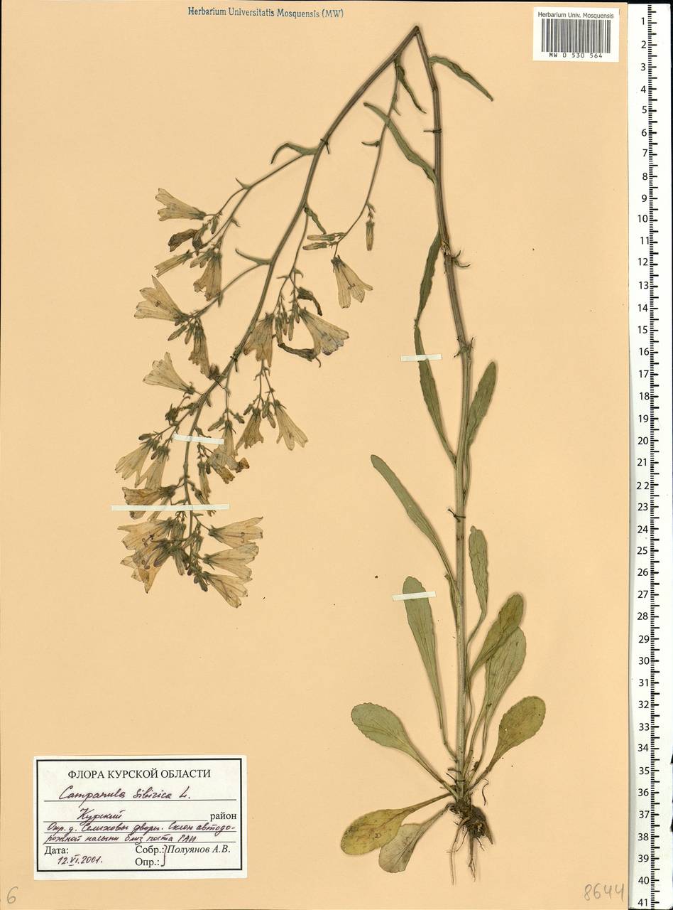 Campanula sibirica L., Eastern Europe, Central forest-and-steppe region (E6) (Russia)